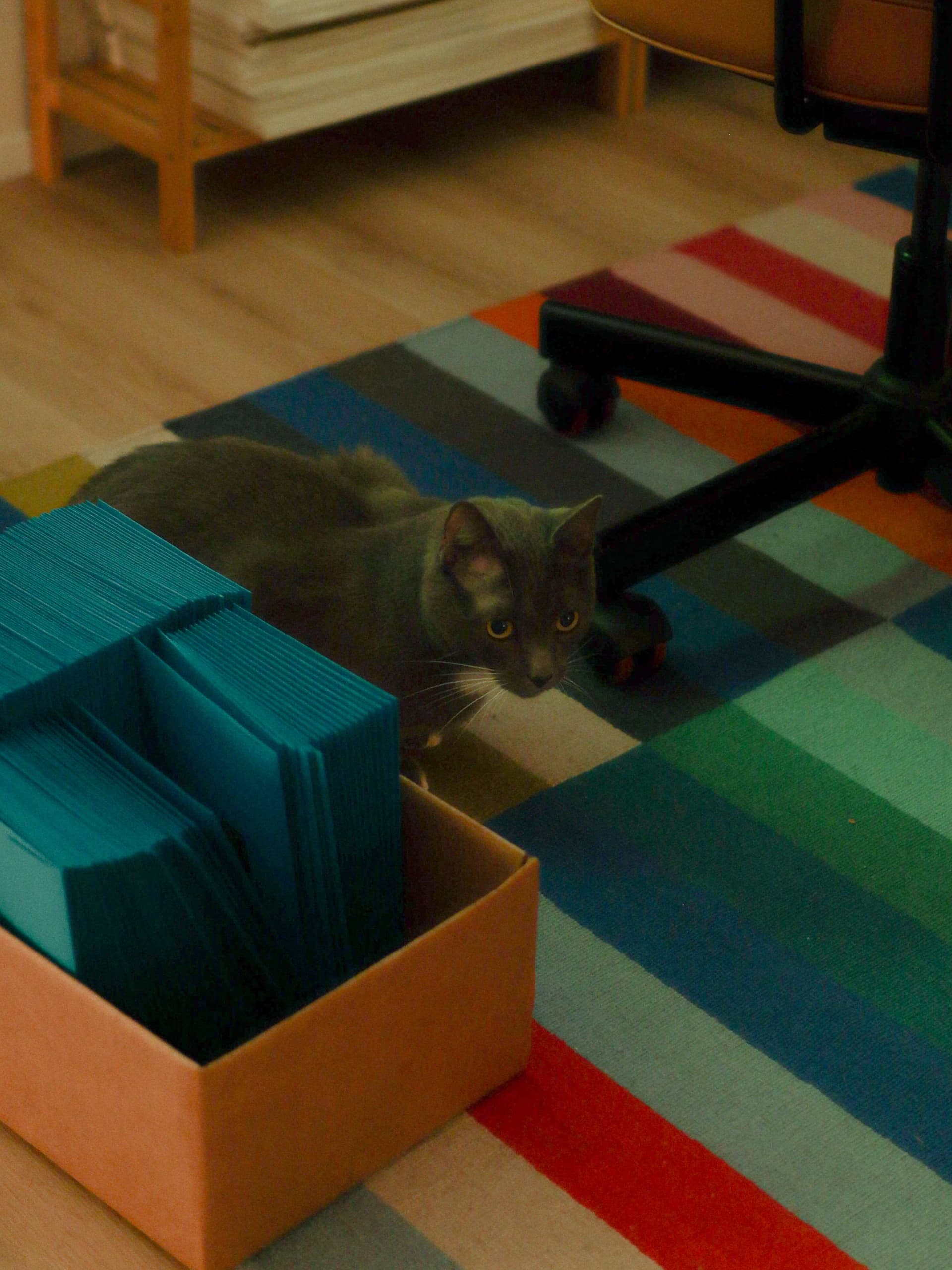 Gray cat peeking from behind a cardboard box filled with stacks of teal envelopes